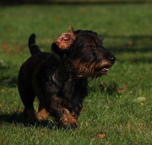 Hund Rudi